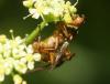 Scathophaga sp.